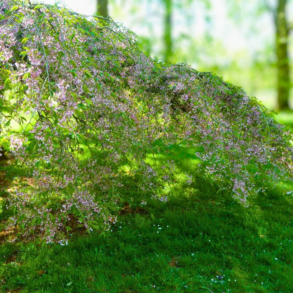 Prunus itosakura ‘Pendula Rubra’