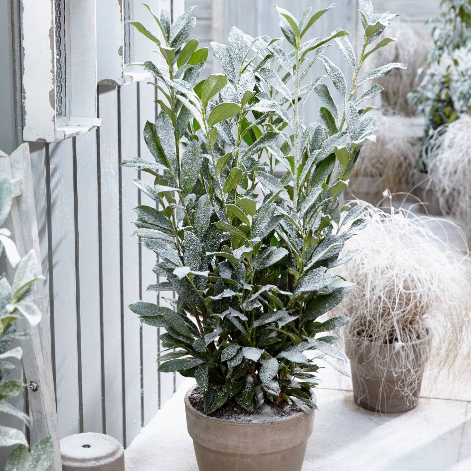 Prunus laurocerasus ‘Elly’