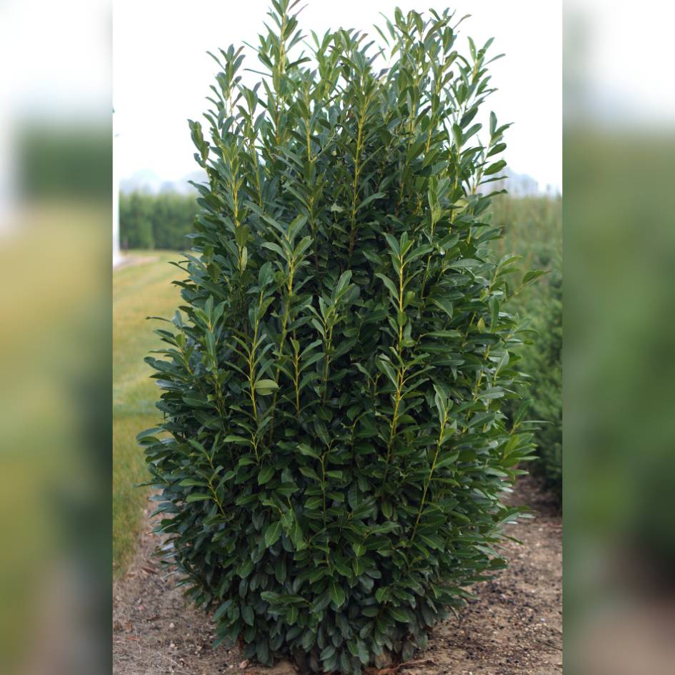 Prunus laurocerasus ‘Elly’