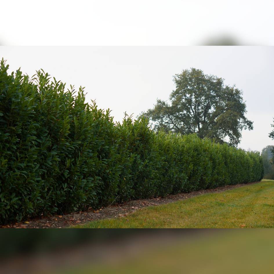 Prunus laurocerasus ‘Elly’