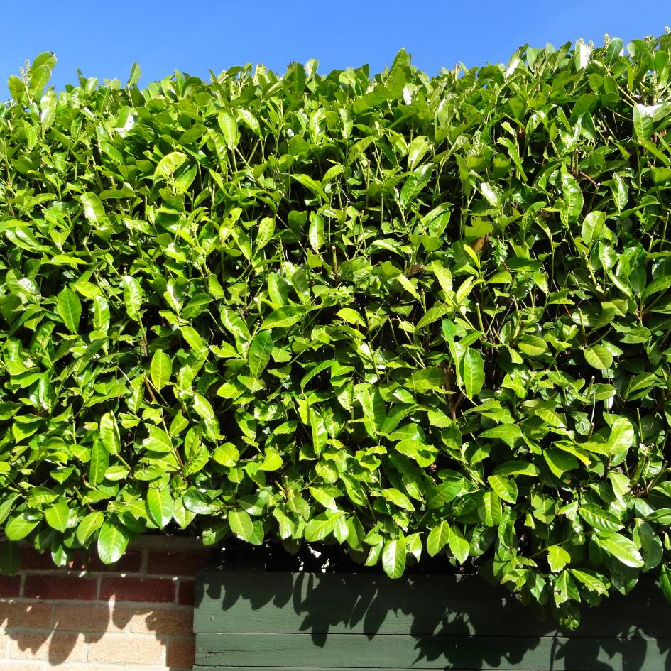 Prunus laurocerasus ‘Rotundifolia’