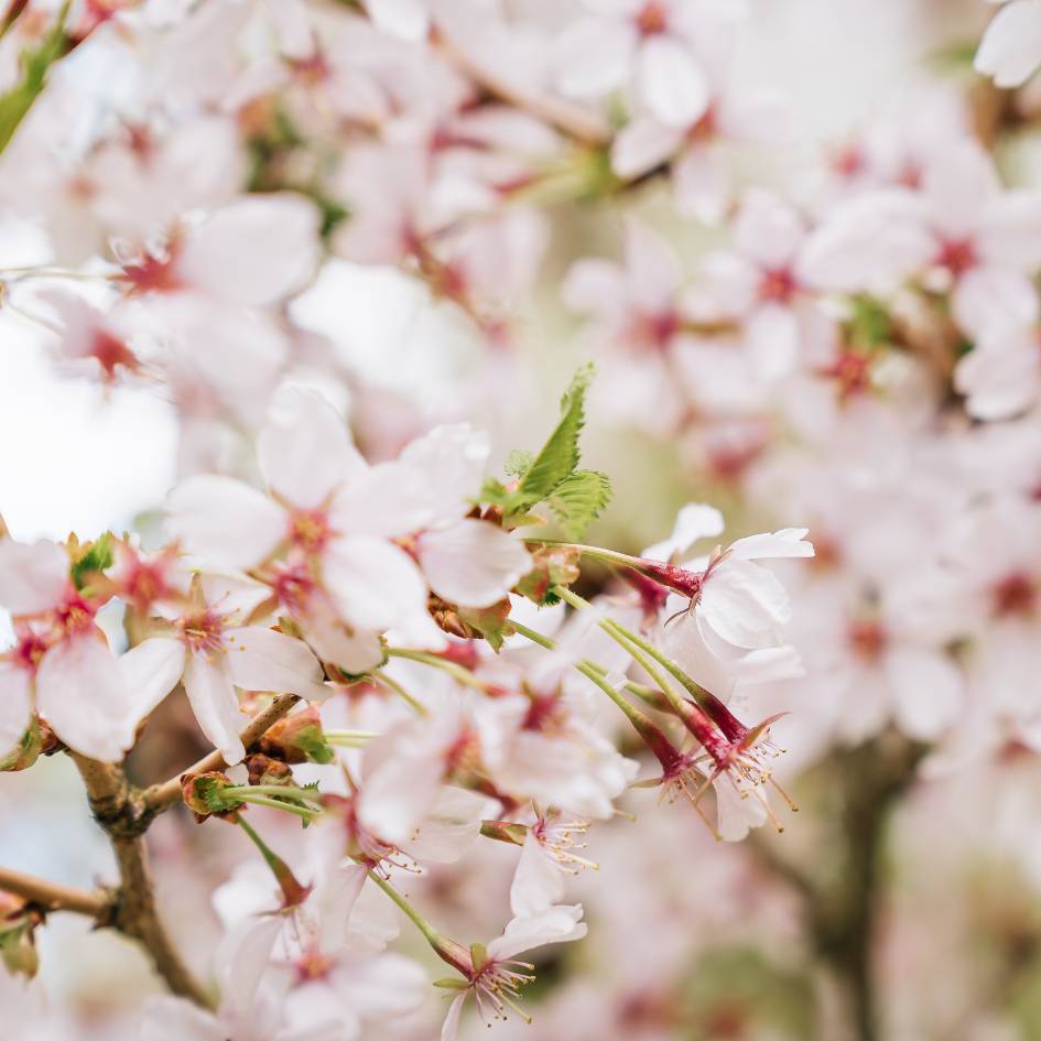Prunus nipponica var. kurilensis ‘Brilliant’