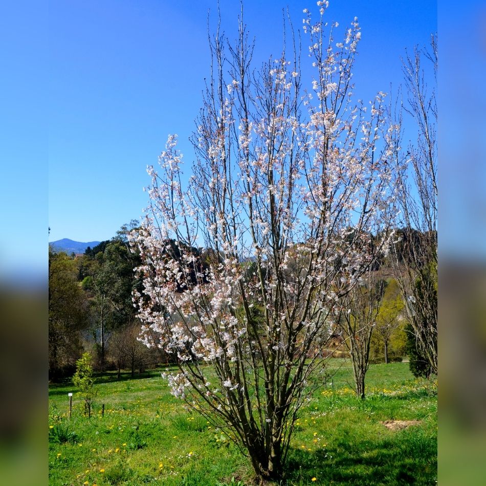 Prunus serrulata ‘Amanogawa’