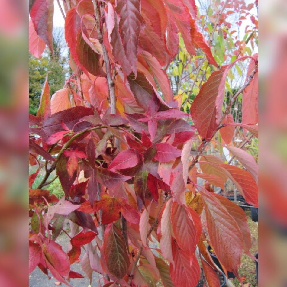 Prunus serrulata ‘Amanogawa’