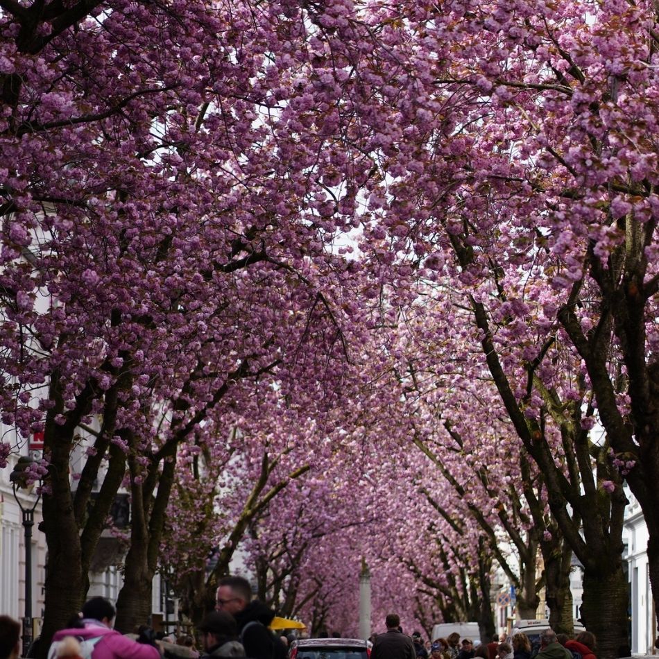 Prunus serrulata ‘Kanzan’
