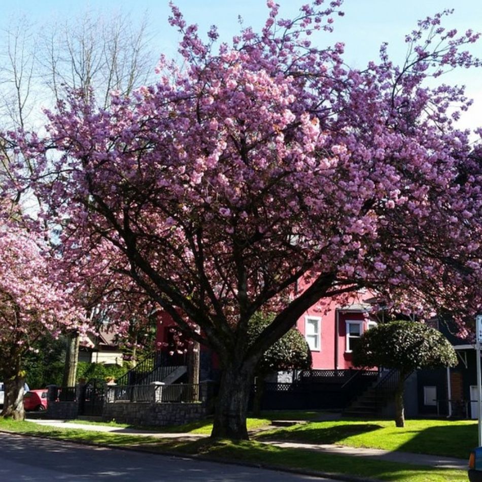 Prunus serrulata ‘Kanzan’