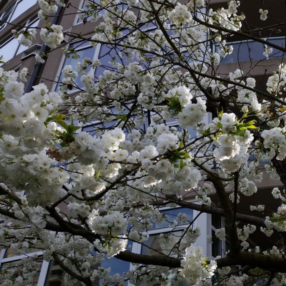 Prunus ‘Shirotae’