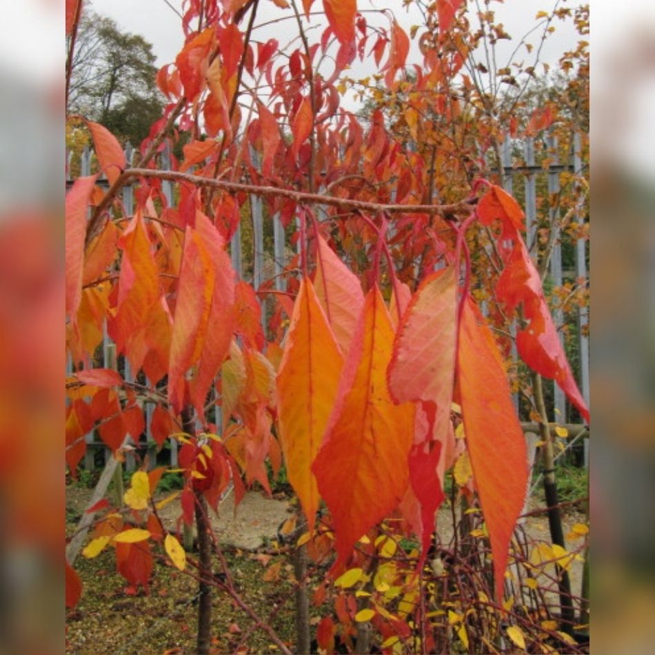 Prunus ‘Shirotae’