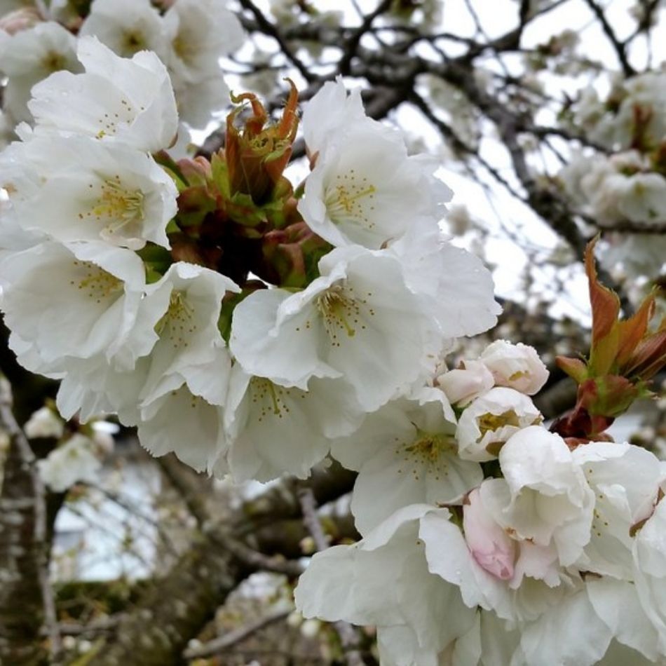 Prunus serrulata ‘Tai-haku’
