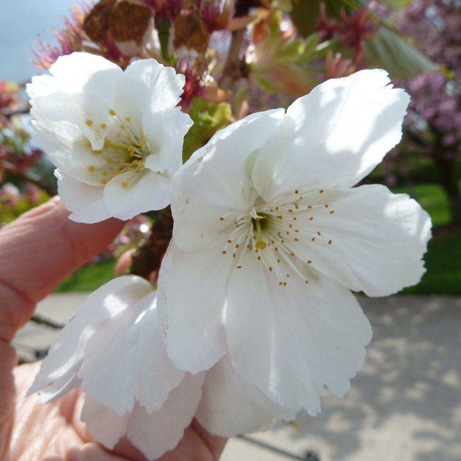 Prunus serrulata ‘Tai-haku’
