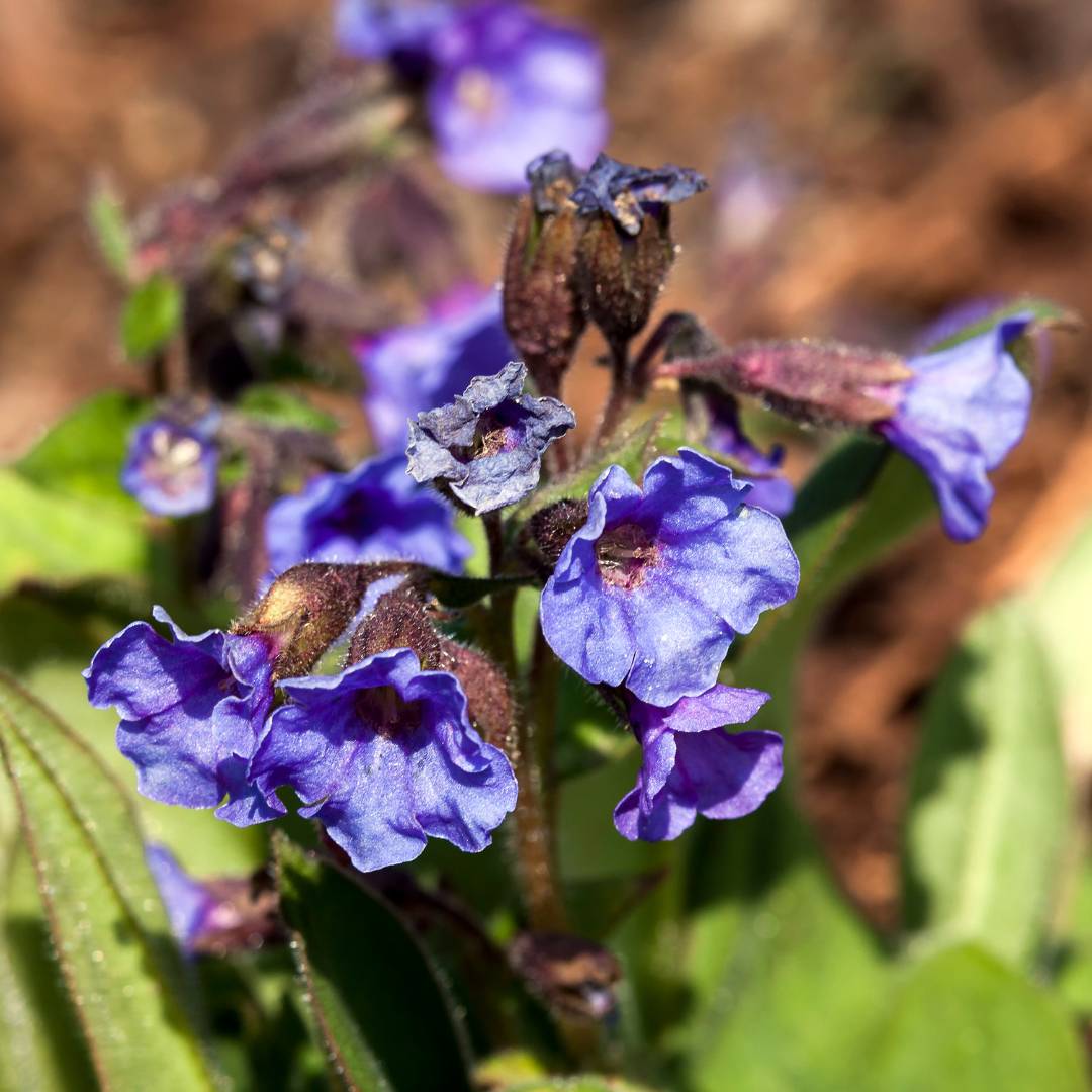 Pulmonaria ‘Blue Ensign’