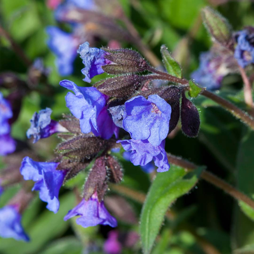 Pulmonaria ‘Blue Ensign’