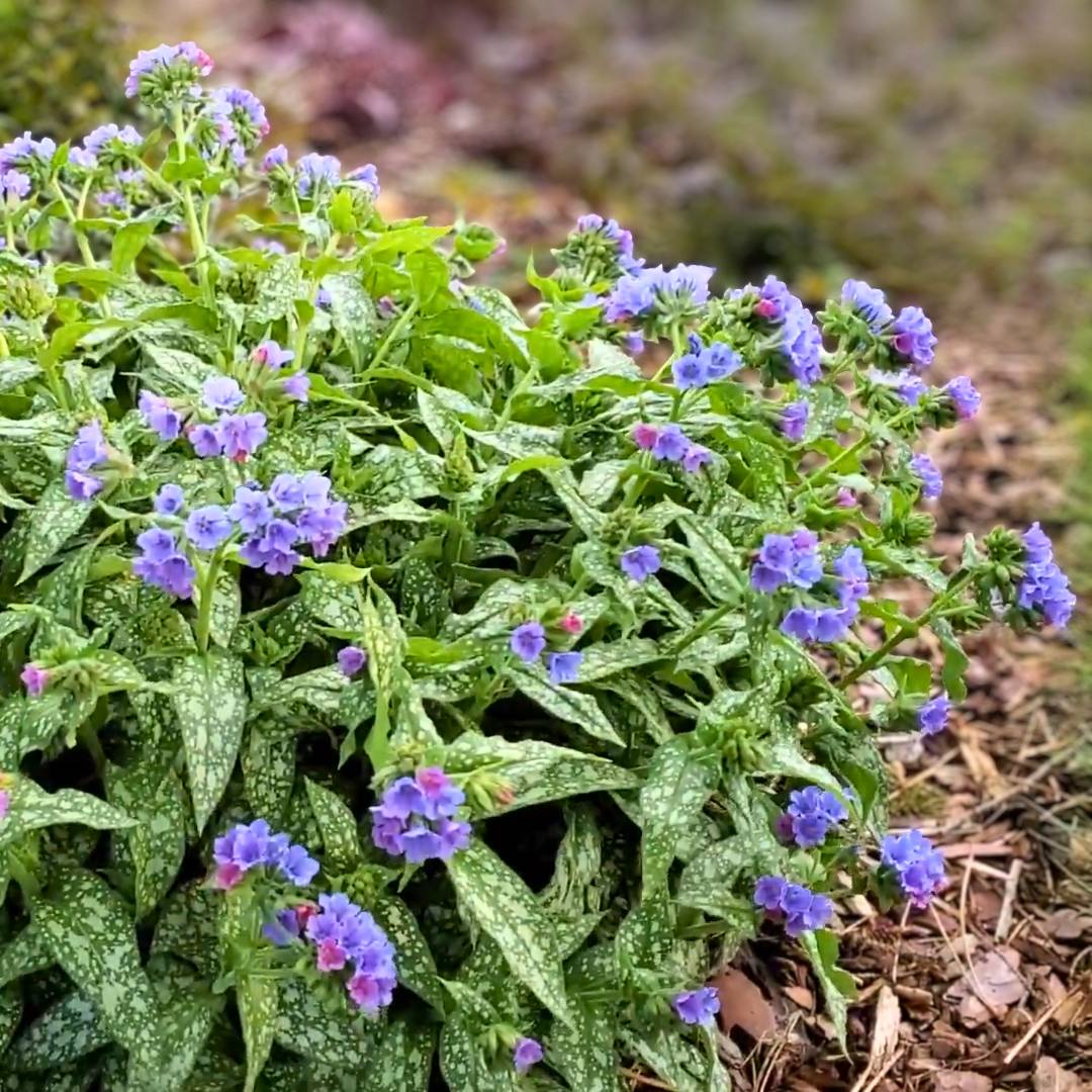 Pulmonaria ‘Trevi Fountain’