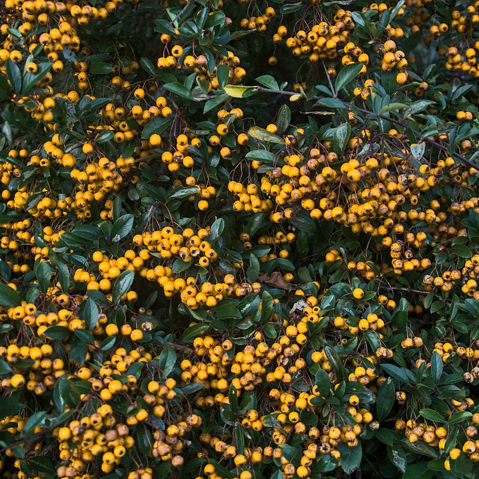 Pyracantha ‘Golden Charmer’