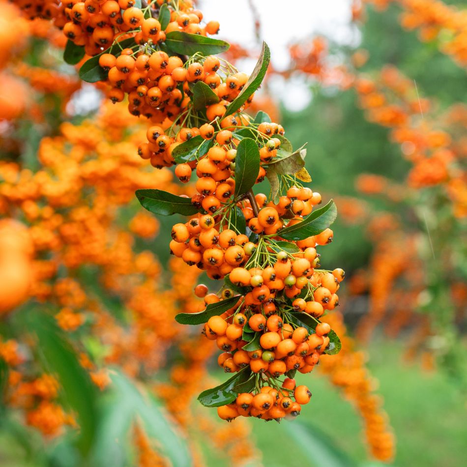 Pyracantha ‘Orange Glow’