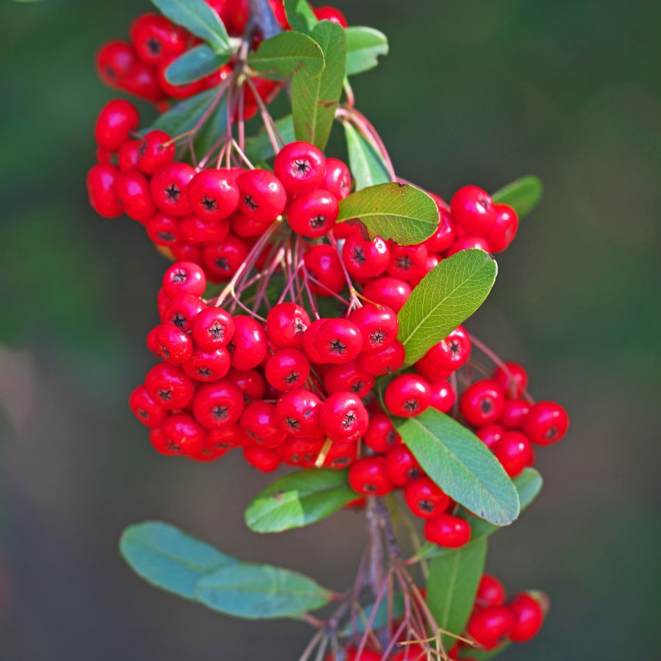 Pyracantha coccinea ‘Red Column’
