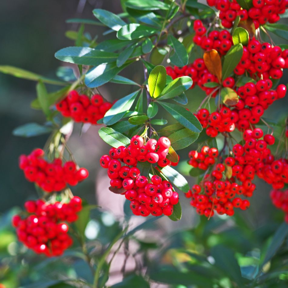 Pyracantha coccinea ‘Red Column’