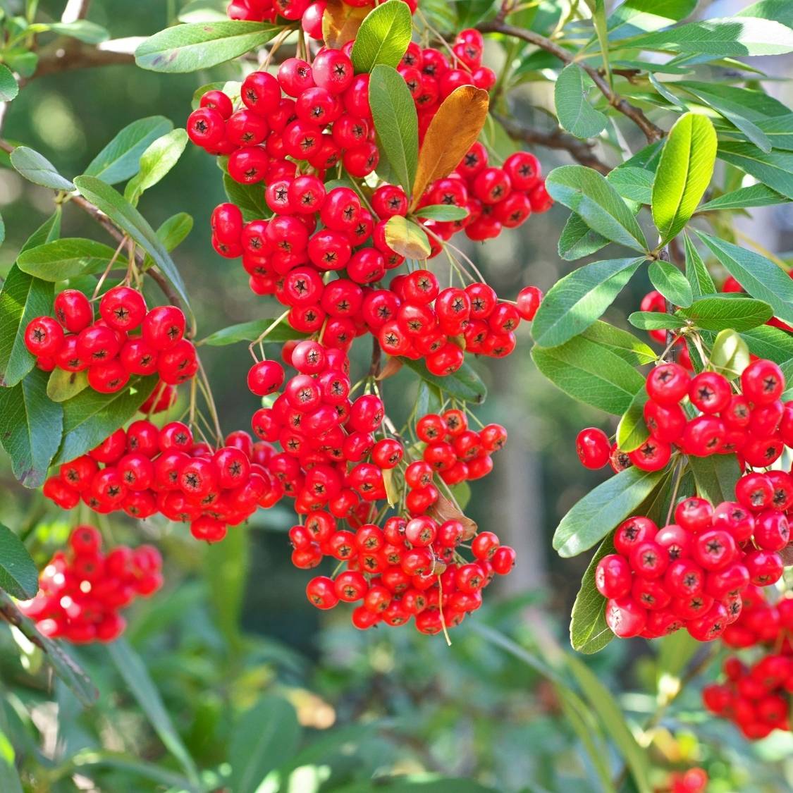 Pyracantha coccinea ‘Red Column’
