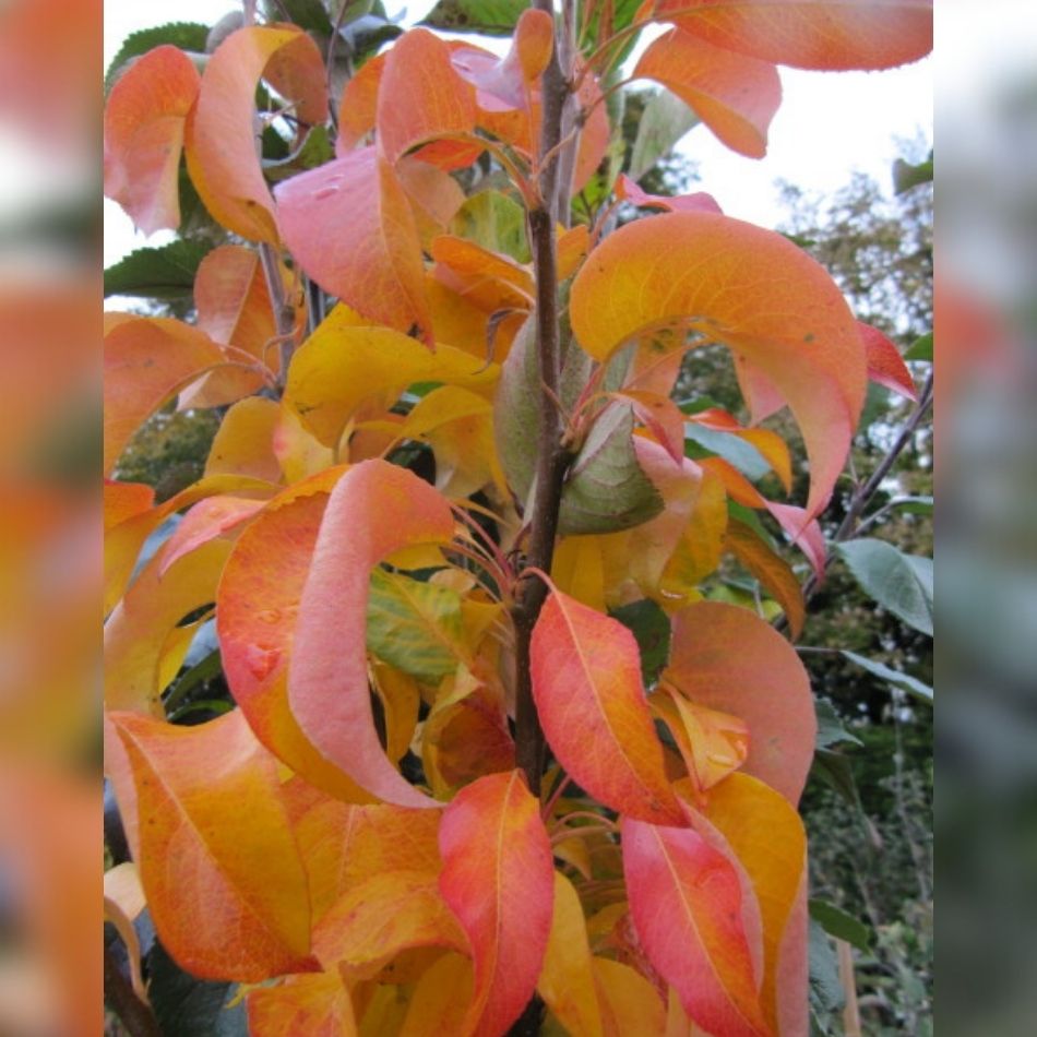 Pyrus calleryana ‘Chanticleer’