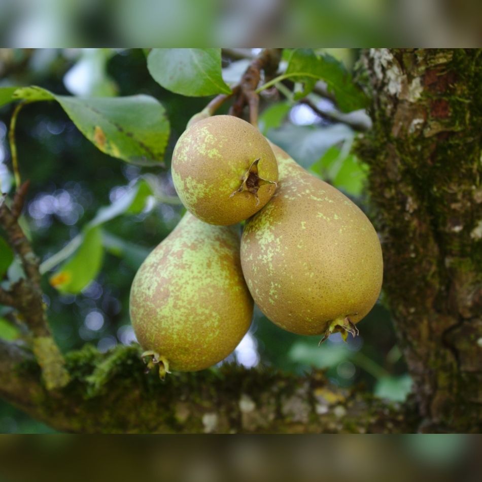 Pyrus communis ‘Conference’