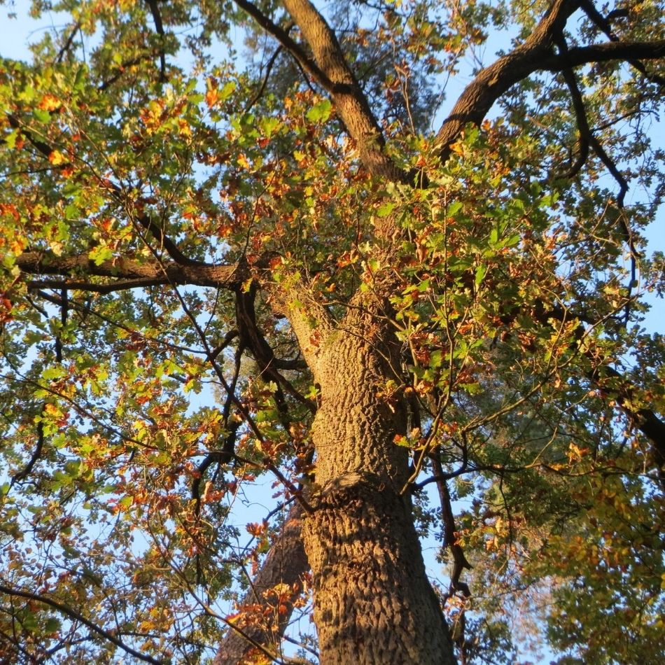 Quercus robur