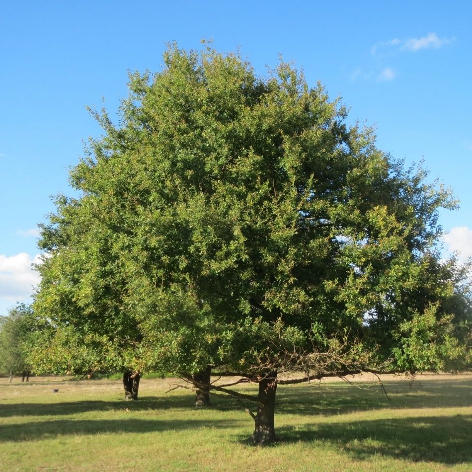 Quercus robur