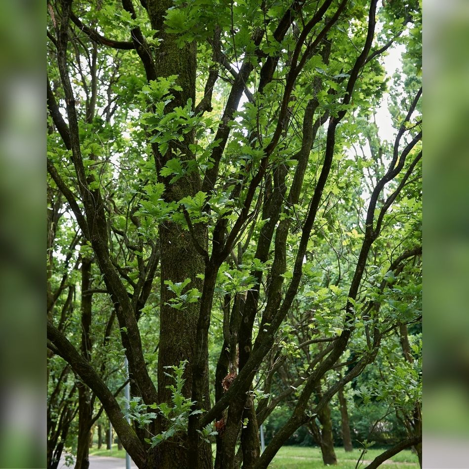 Quercus robur ‘Fastigiata Koster’