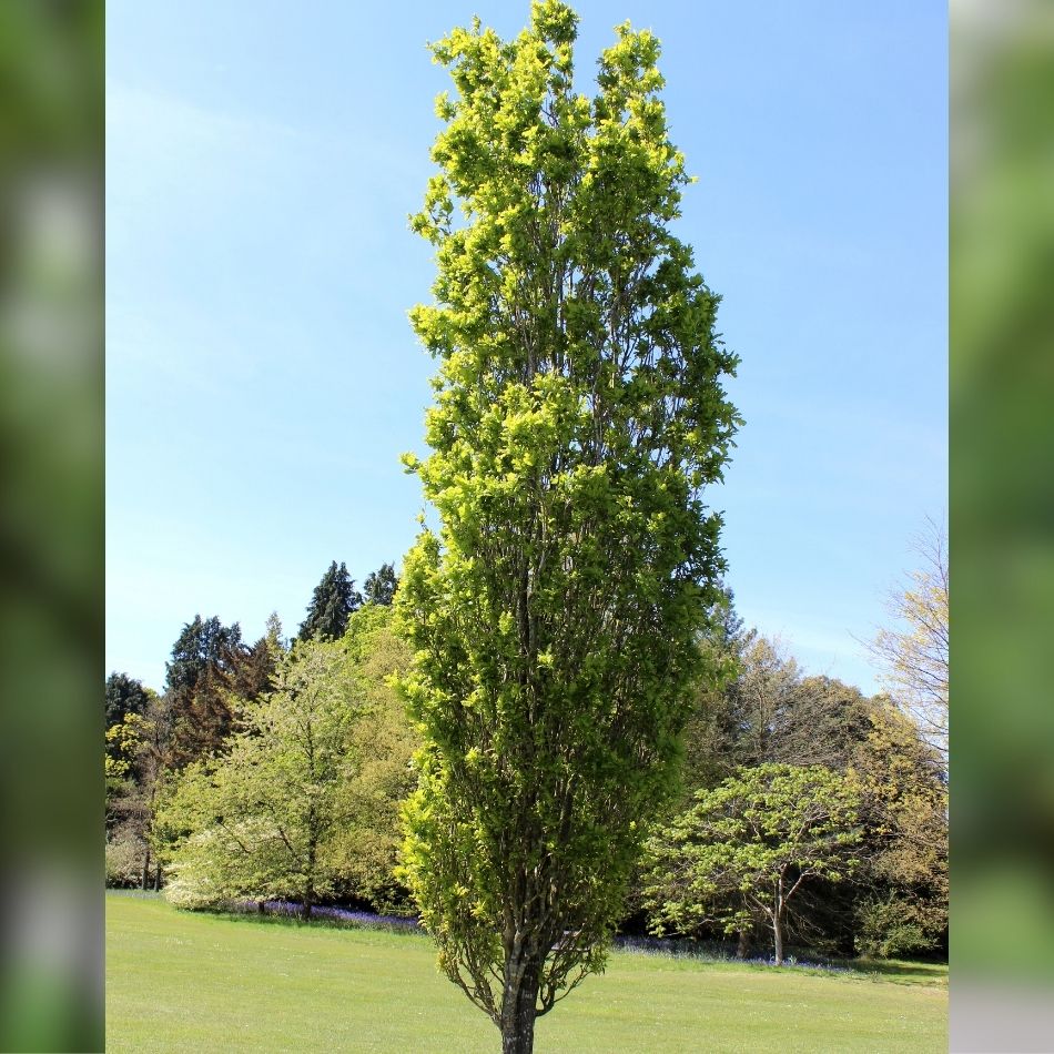 Quercus robur ‘Fastigiata Koster’