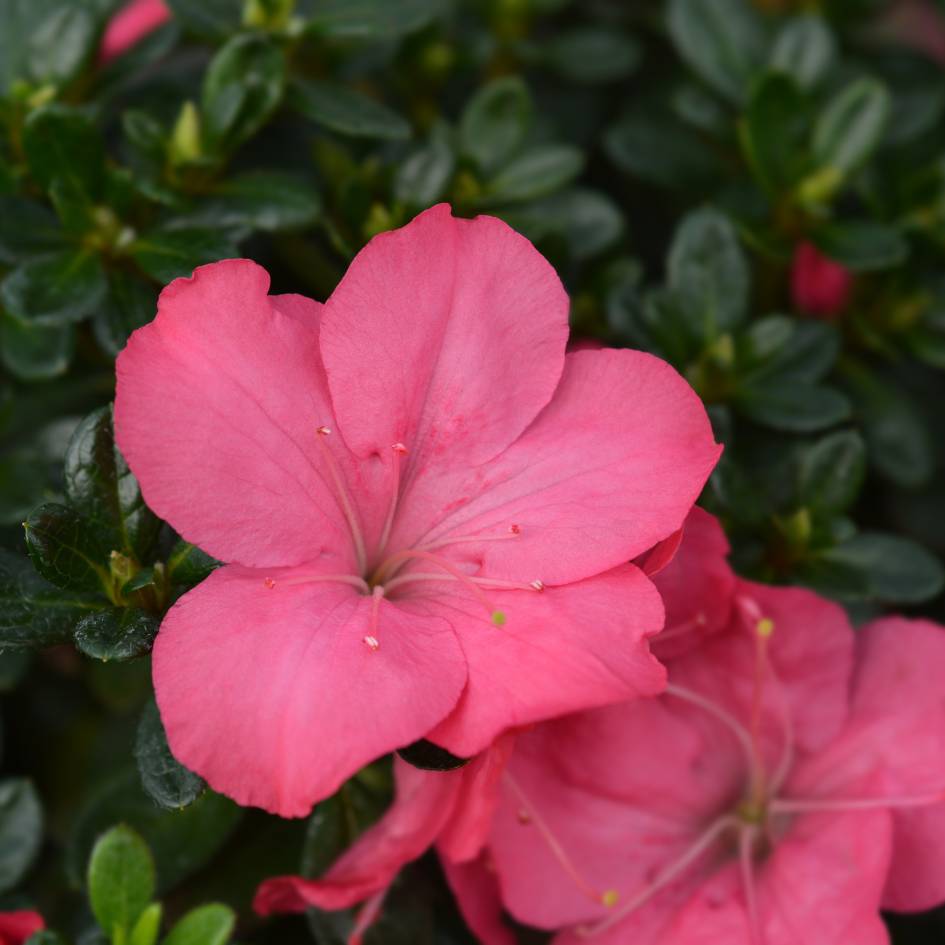 Azalea japonica ‘Anouk’