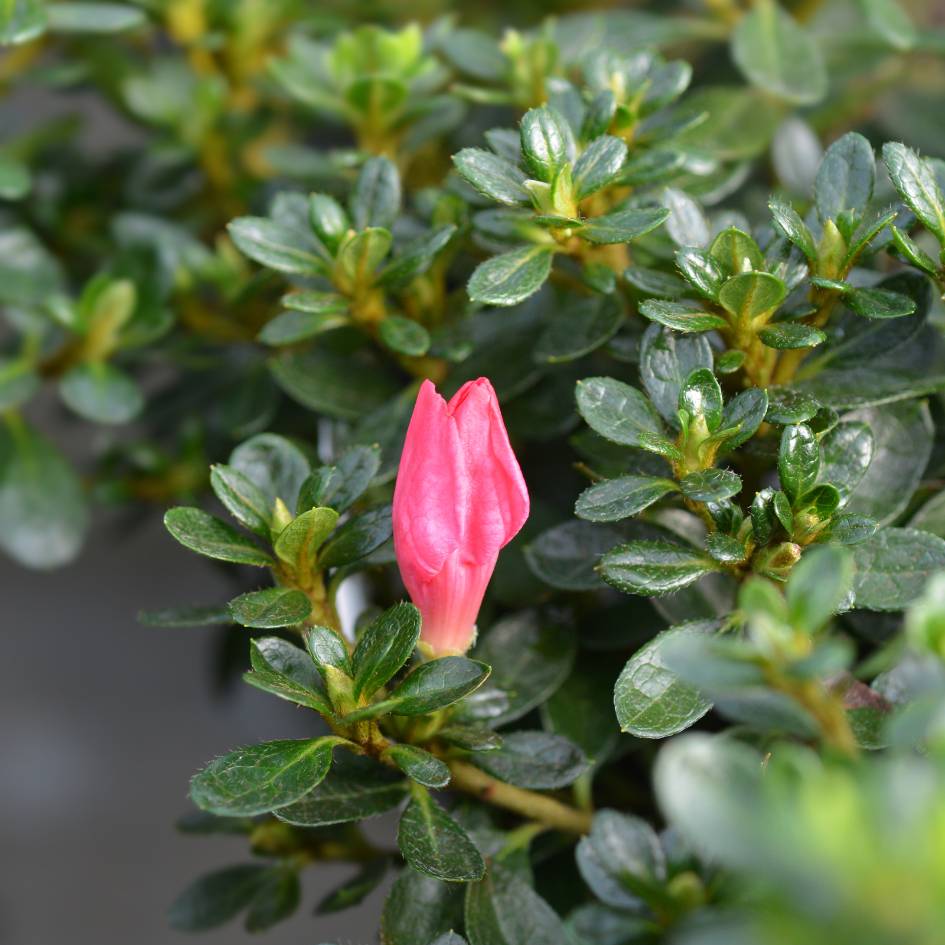 Azalea japonica ‘Anouk’