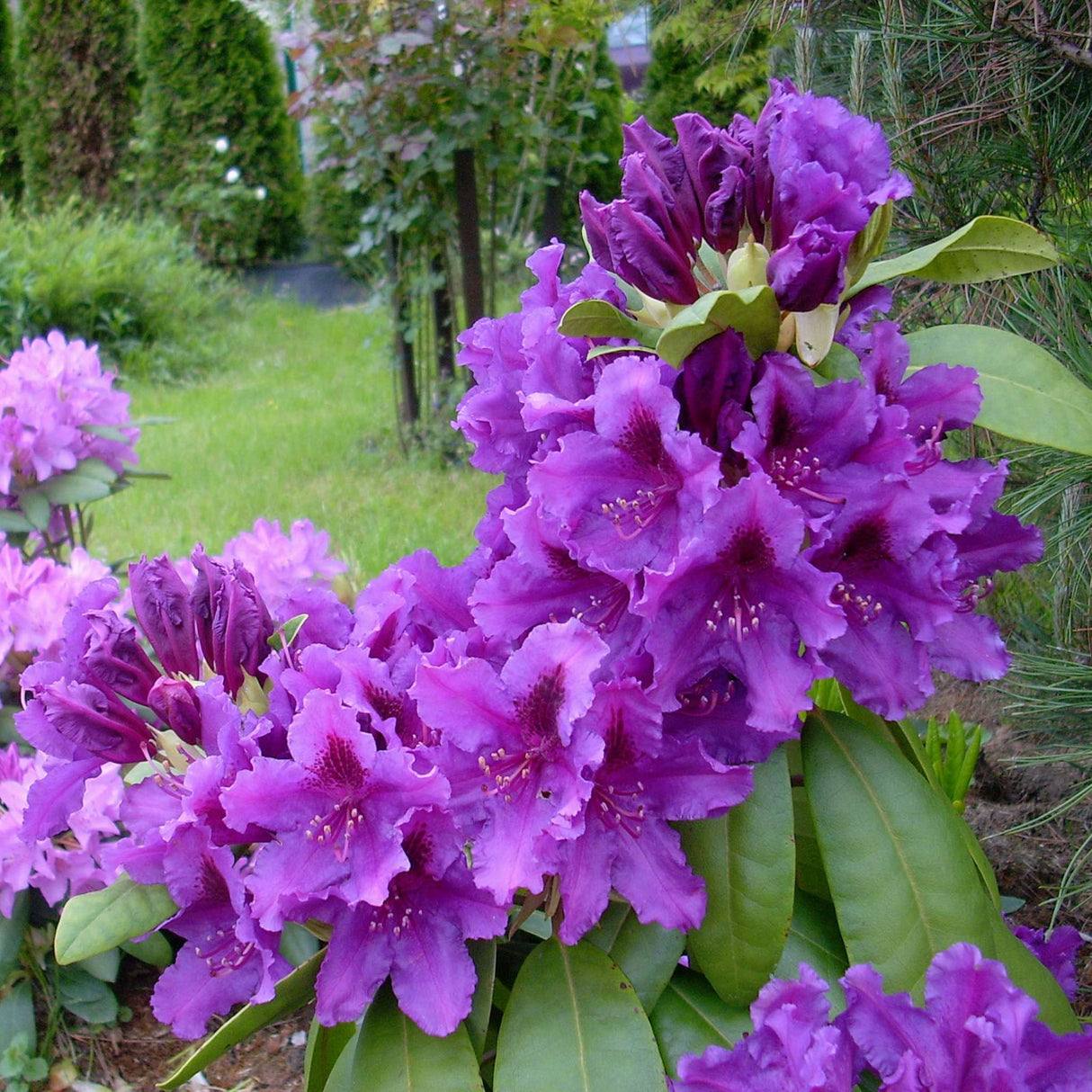 Rhododendron ‘Azurro’
