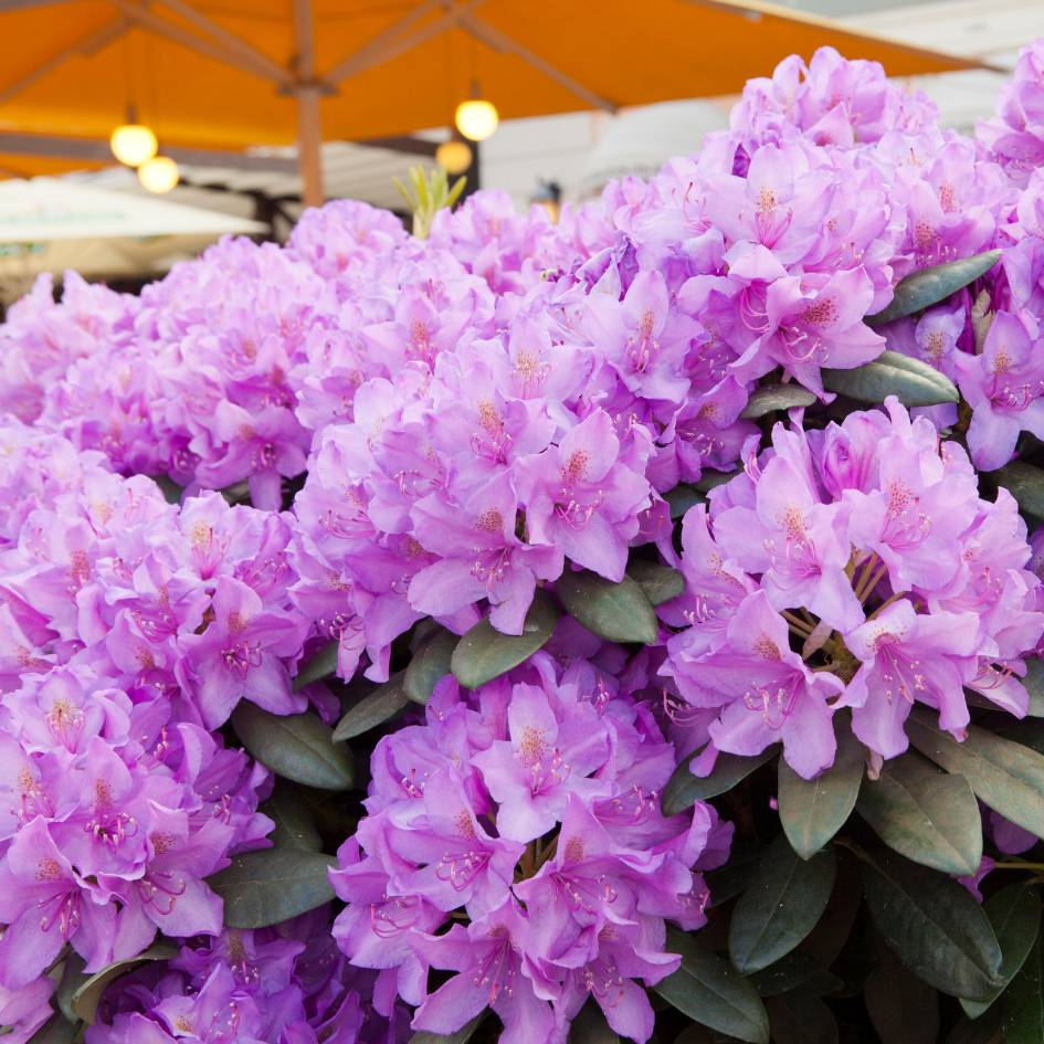 Rhododendron ‘Catawbiense Grandiflorum’