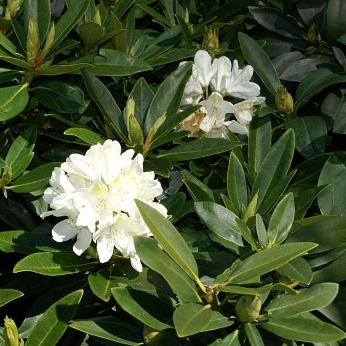 Rhododendron ‘Chionoides’