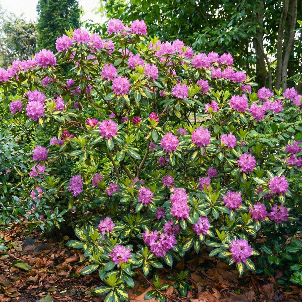 Rhododendron ‘Goldflimmer’