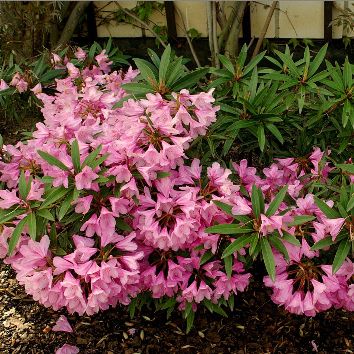 Rhododendron ‘Graziella’
