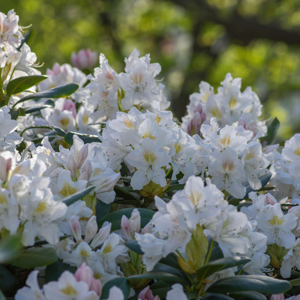 Rhododendron ‘Madame Masson’