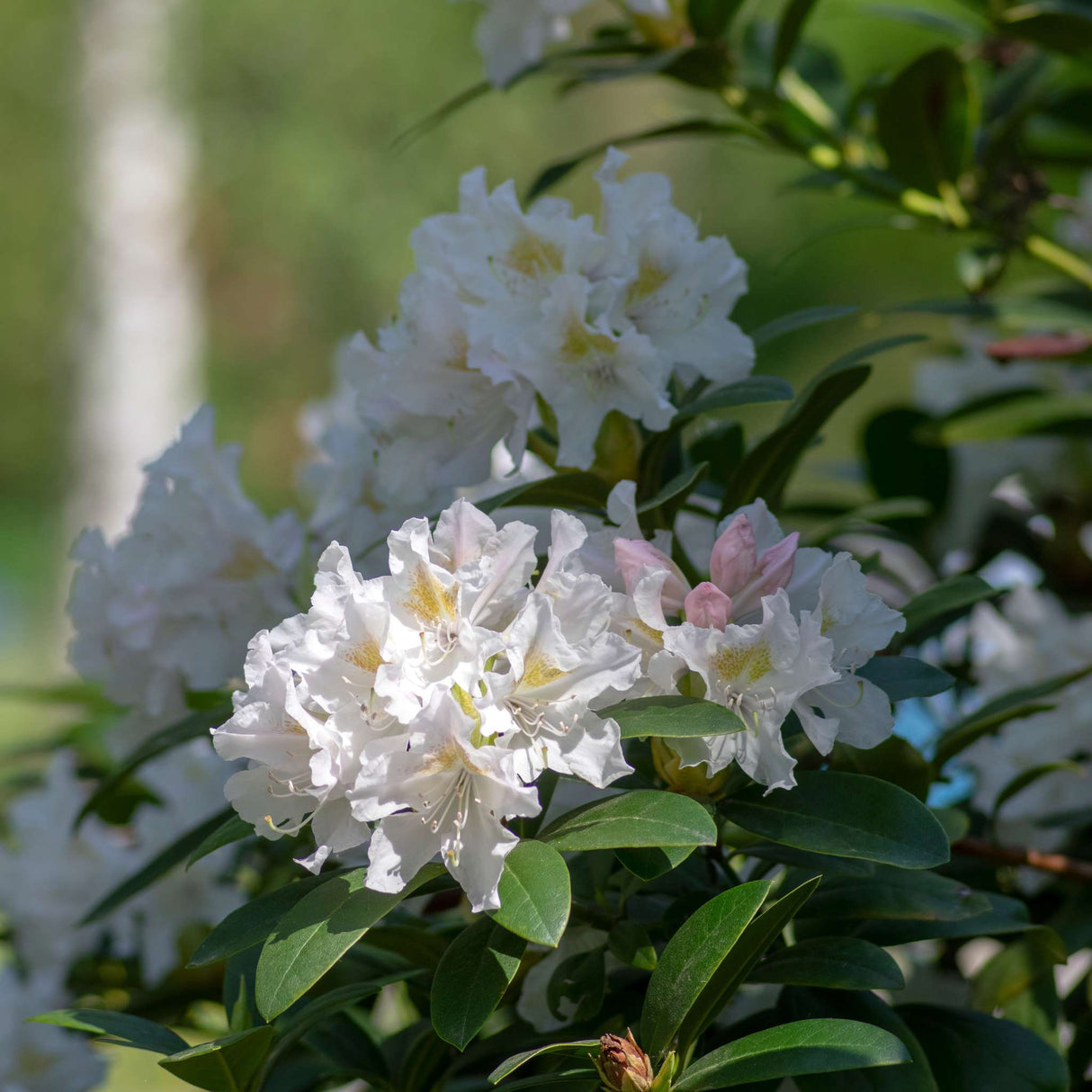 Rhododendron ‘Madame Masson’