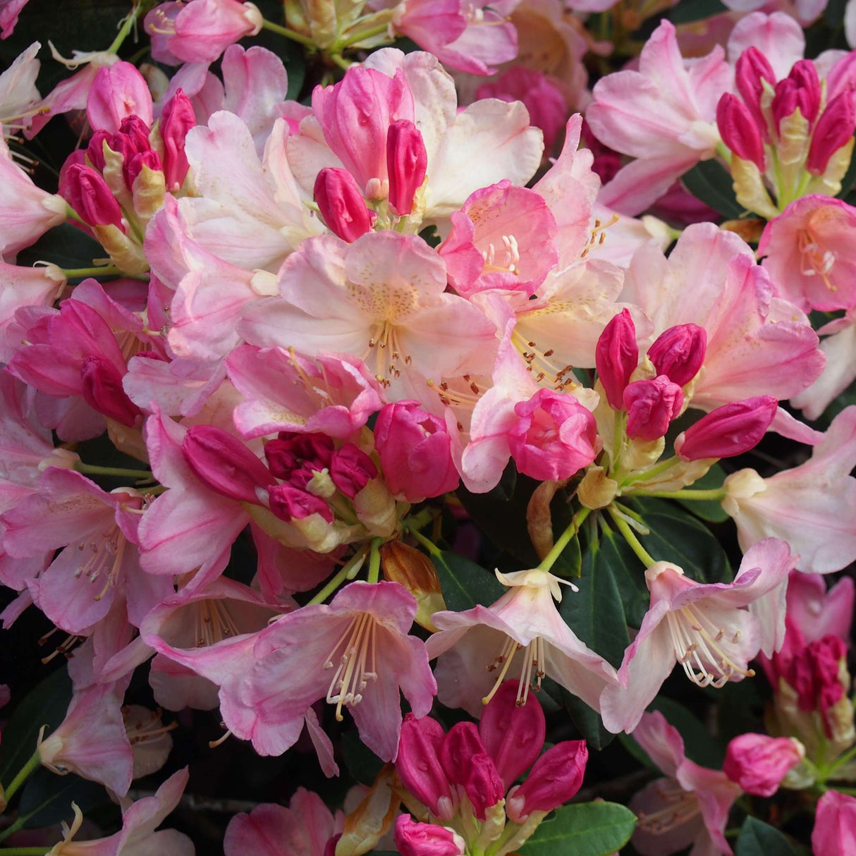 Rhododendron ‘Percy Wiseman’