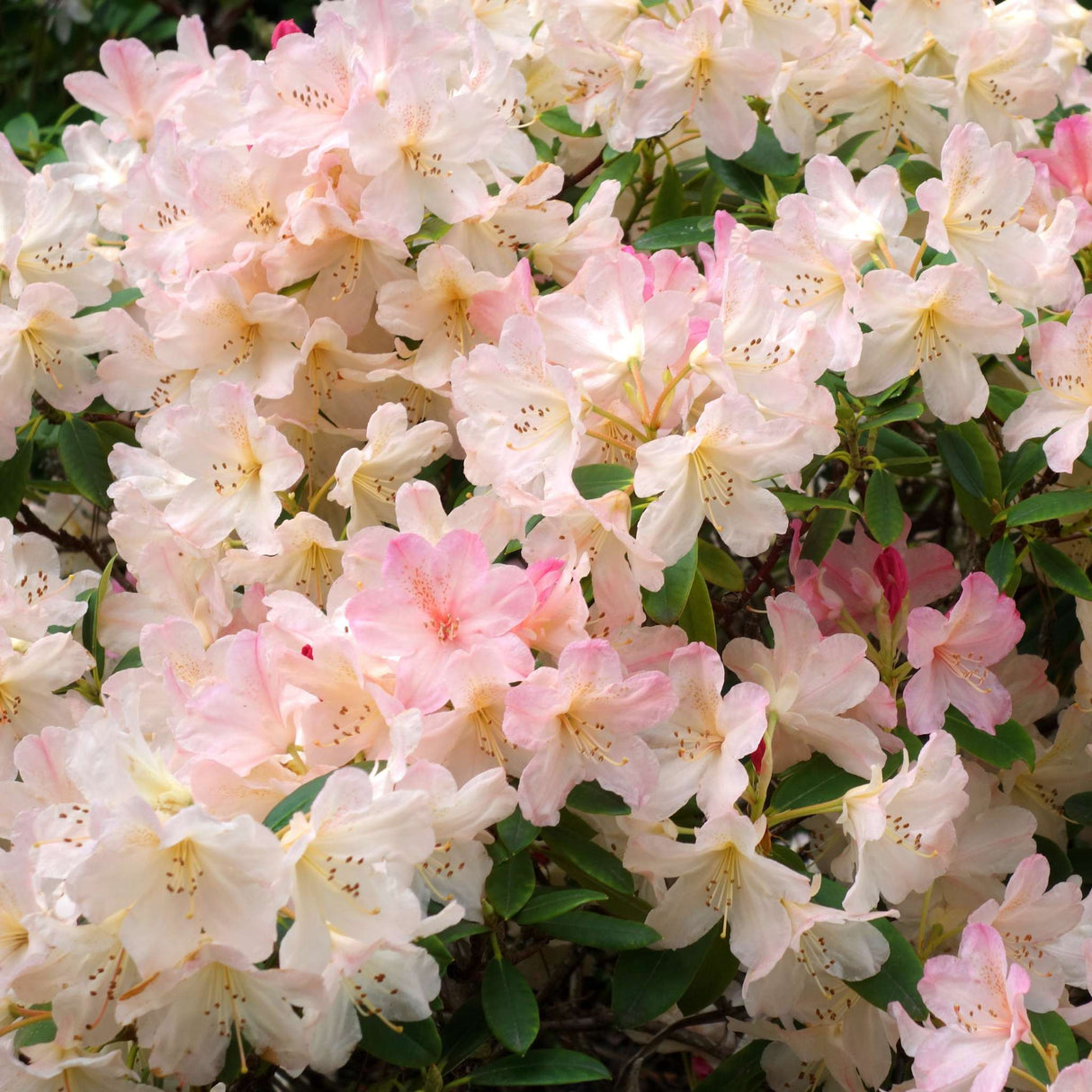 Rhododendron ‘Percy Wiseman’