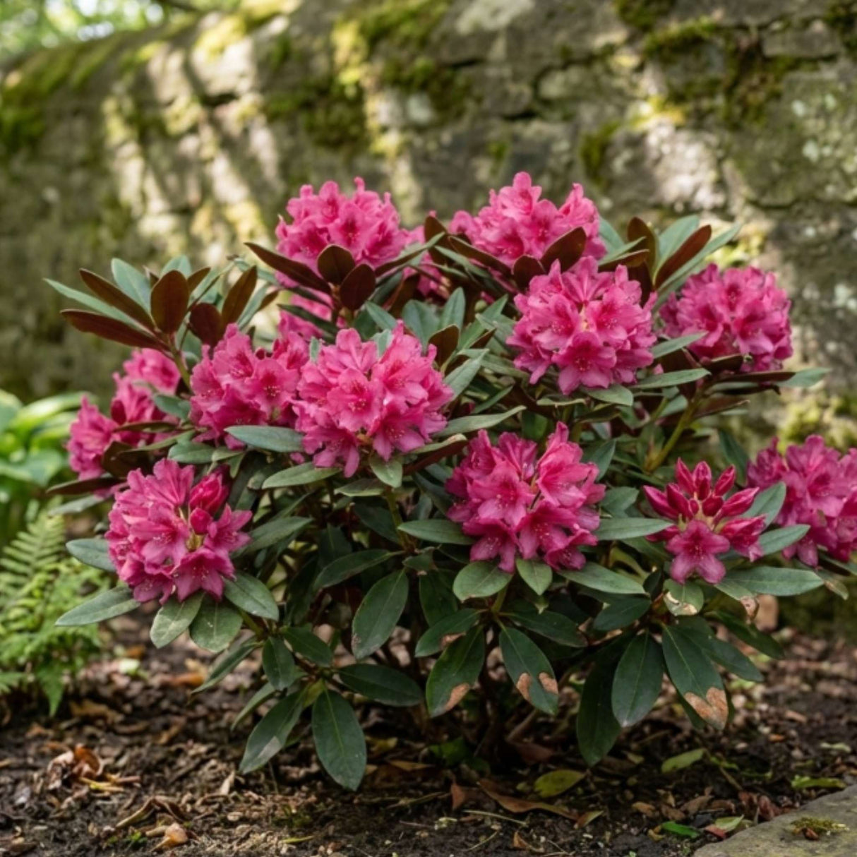 Rhododendron ‘Wine and Roses’