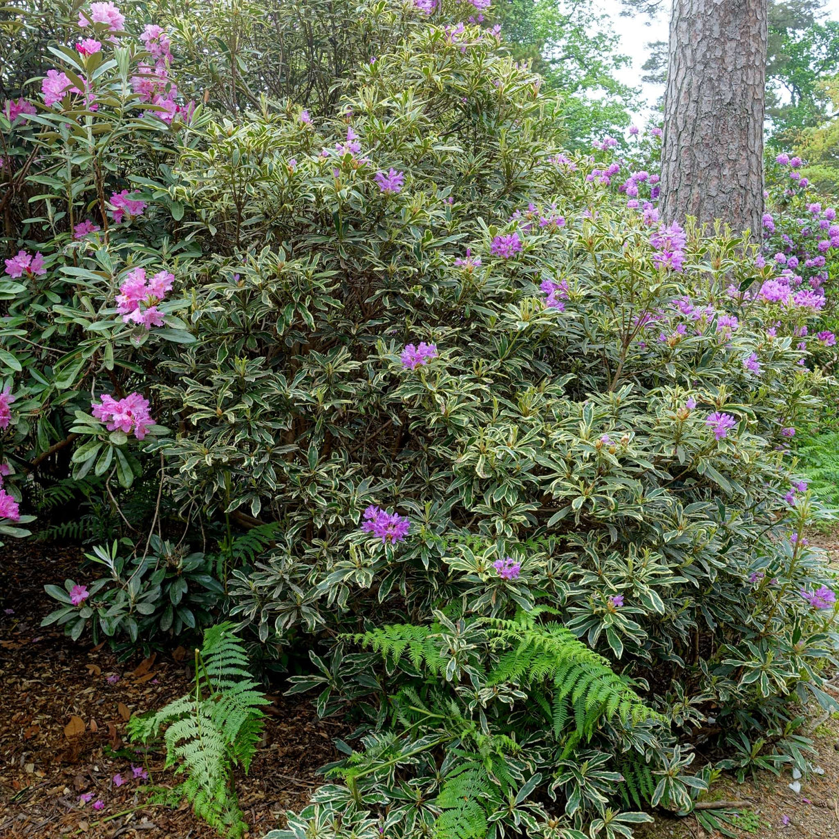 Rhododendron ponticum ‘Variegatum’