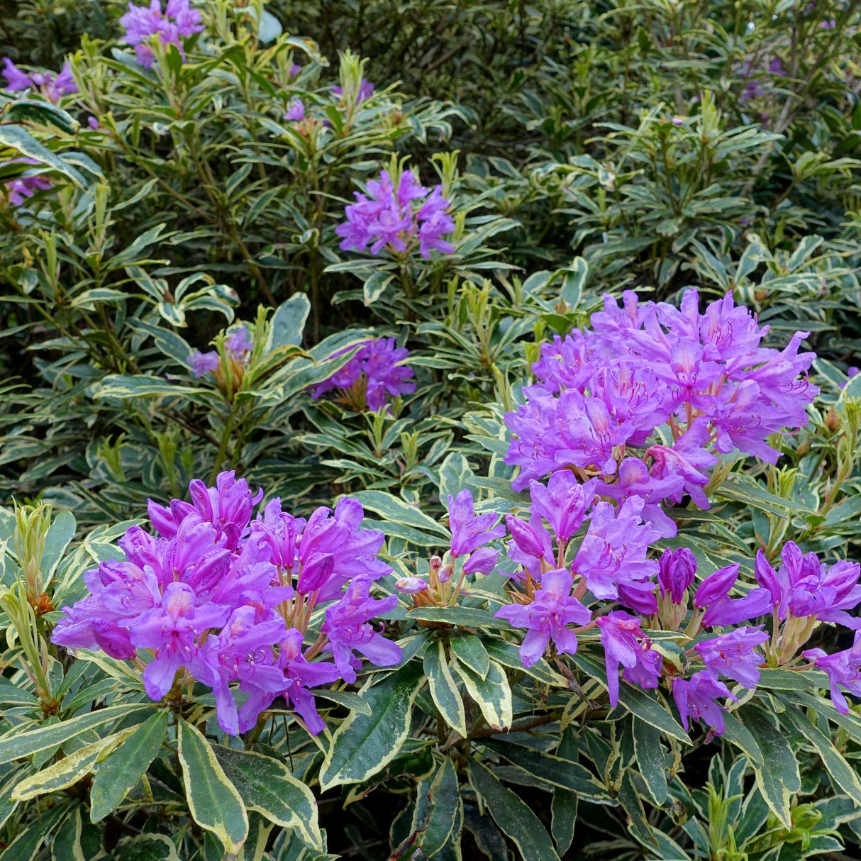 Rhododendron ponticum ‘Variegatum’