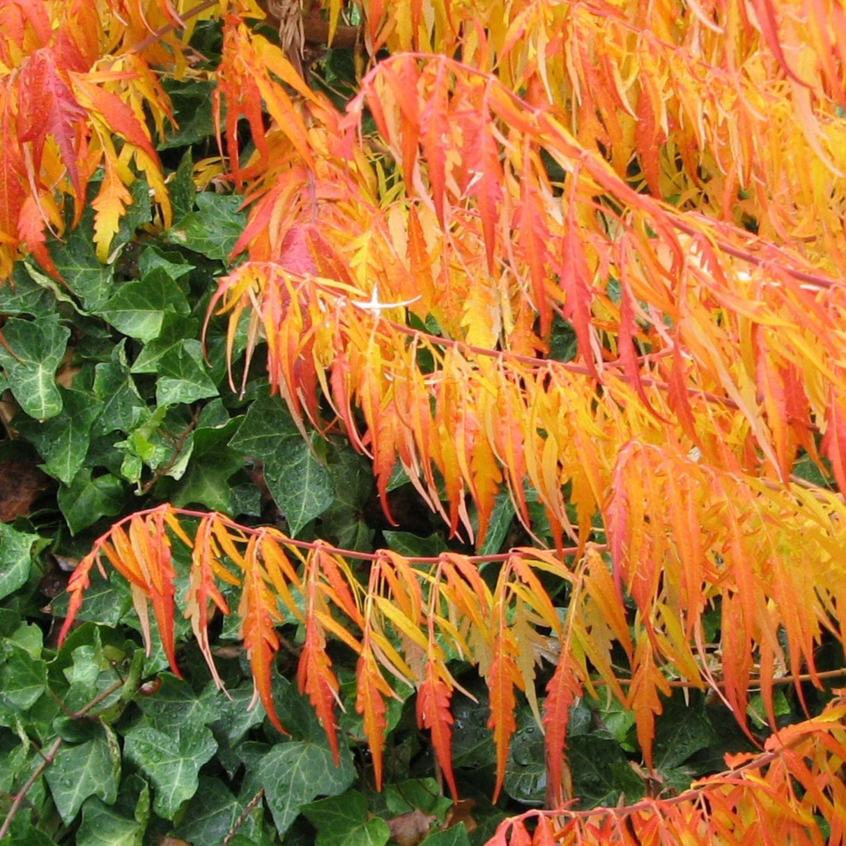 Rhus typhina ‘Dissecta’