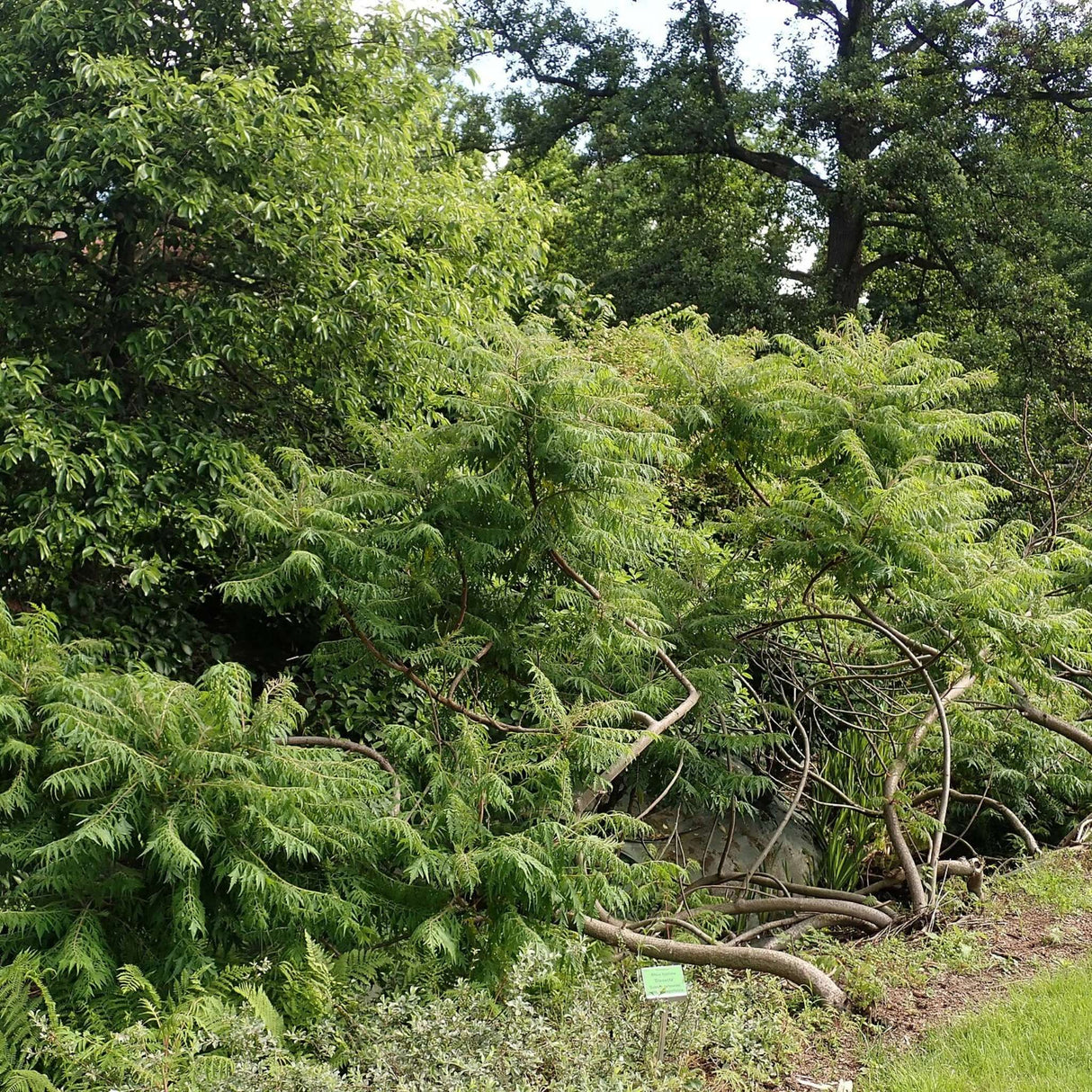 Rhus typhina ‘Dissecta’