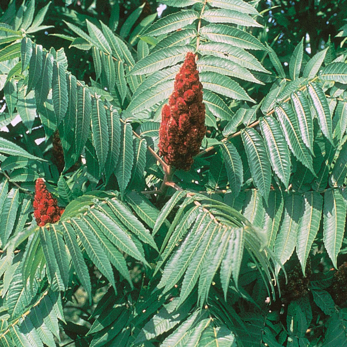Rhus typhina