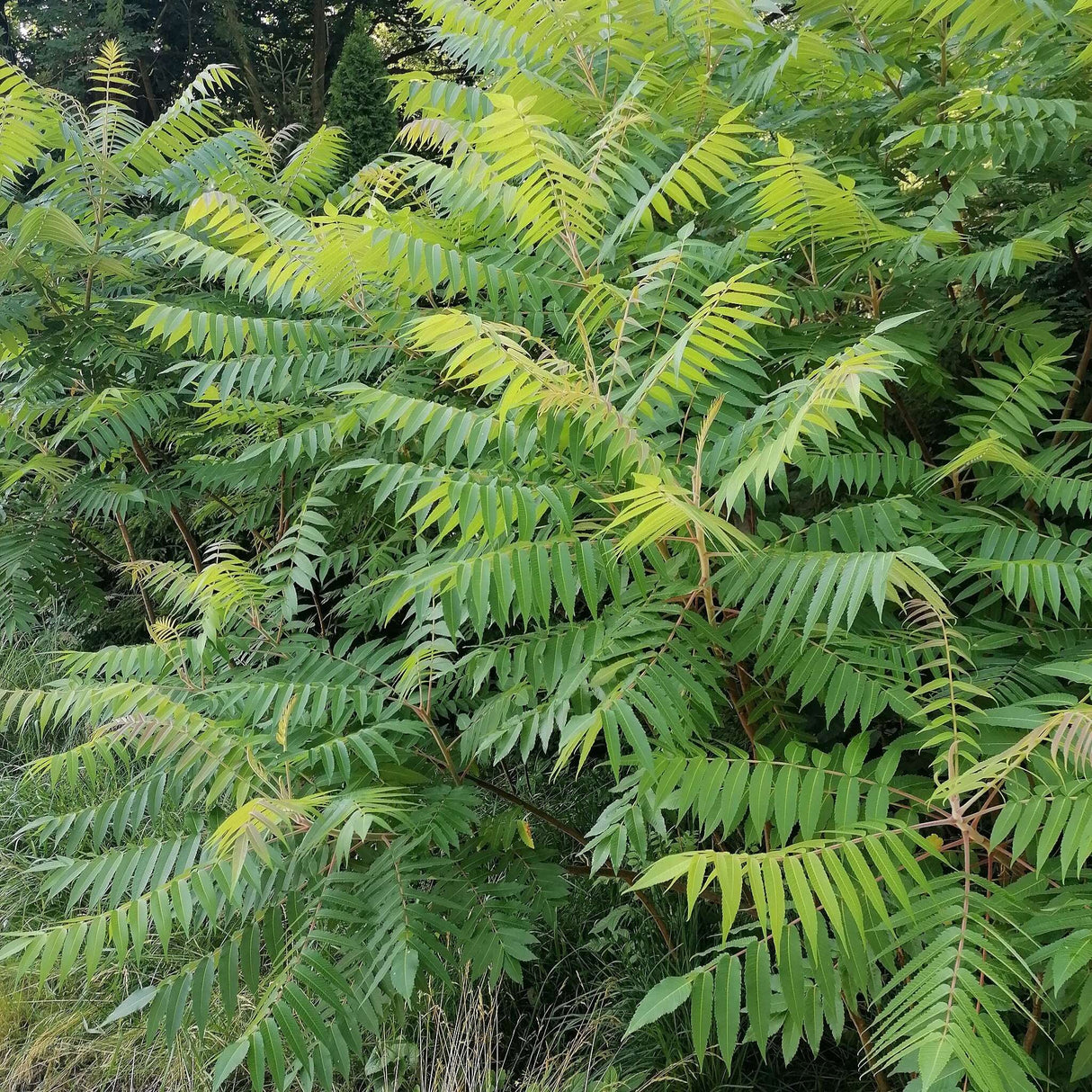 Rhus typhina