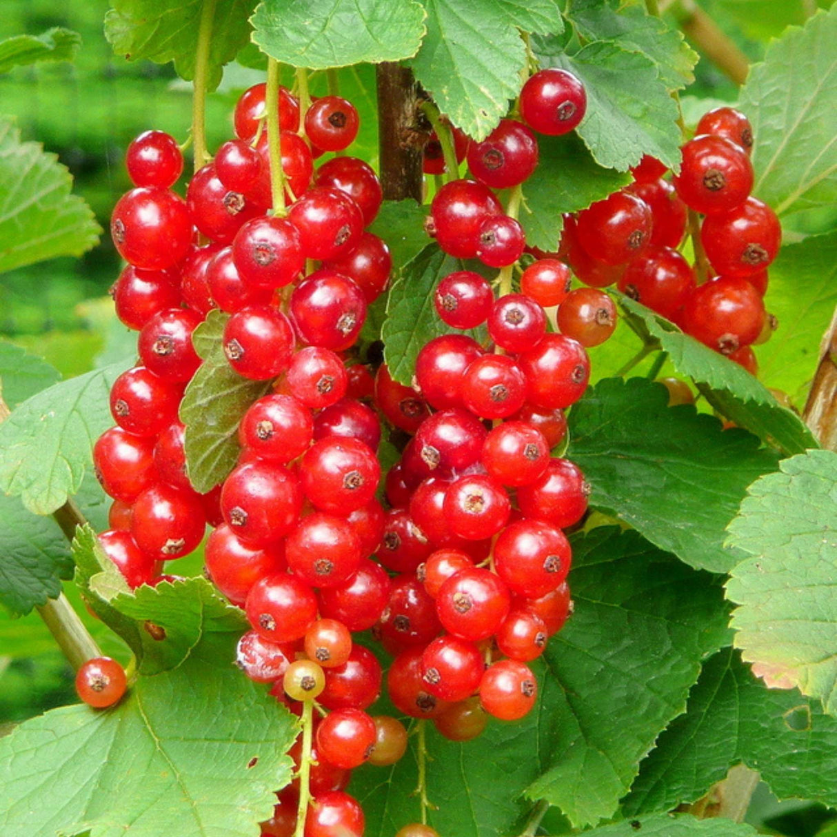 Ribes rubrum ‘Jonkheer van Tets’
