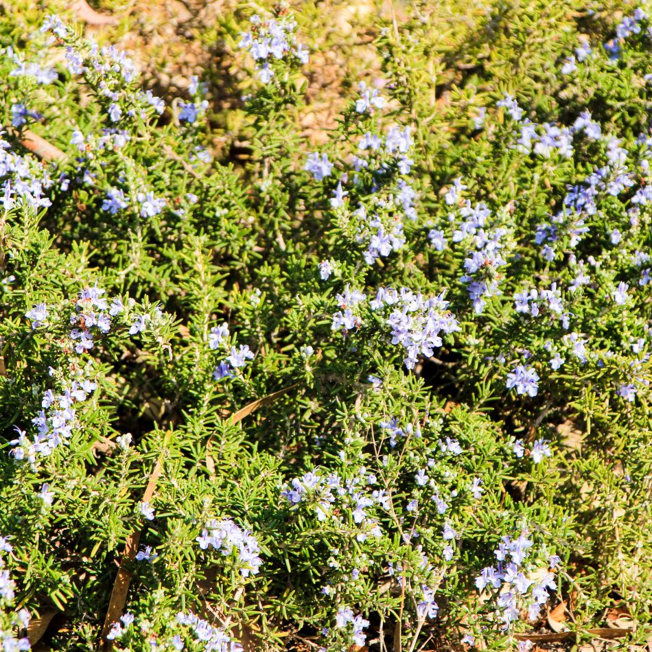 Rosmarinus officinalis var. prostratus