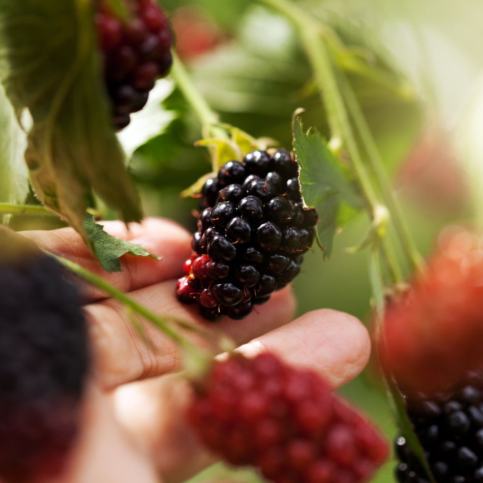 Rubus fruticosus ‘Thornless Evergreen’