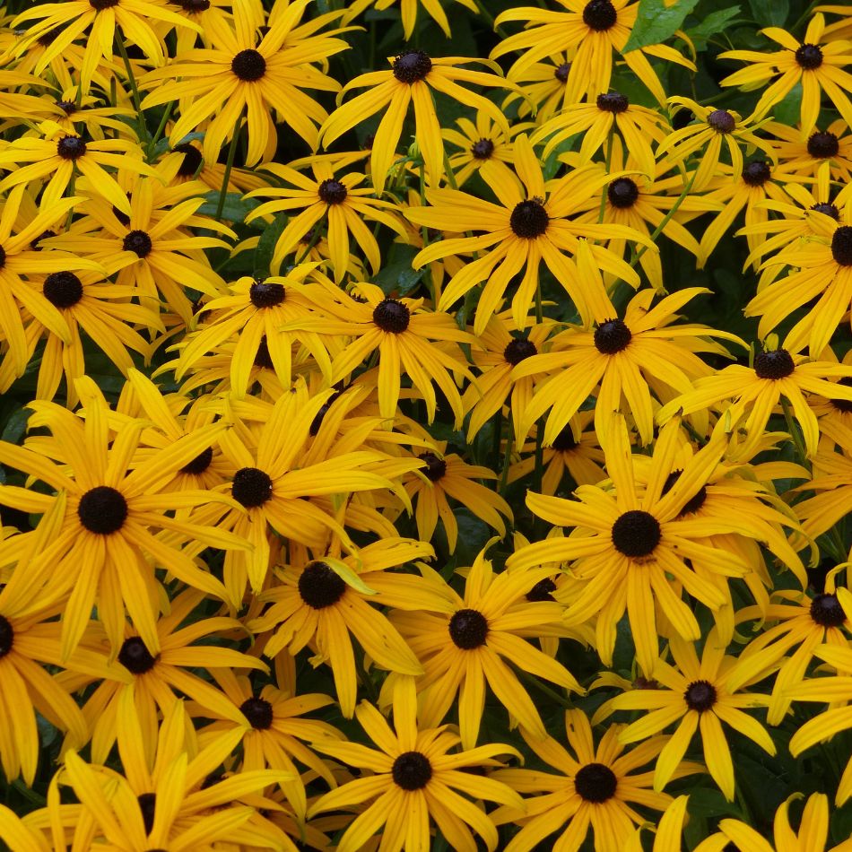 Rudbeckia fulgida var. deamii